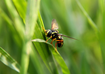 bee on a flower