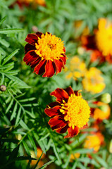 orange flowers in the garden