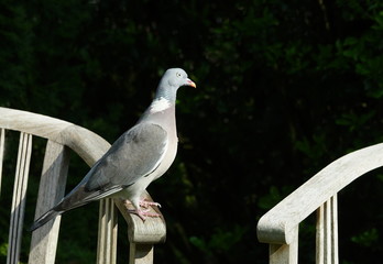 Garden,Dove,Ringdove,Wood pigeon,Bird