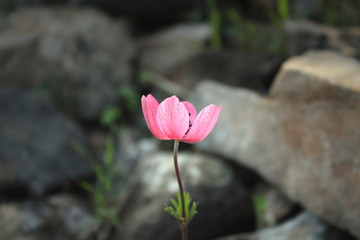 Linum grandiflorum rubrum flower close up shoot.