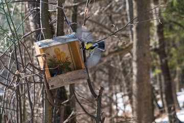 The chickadee flies up to the feeder.