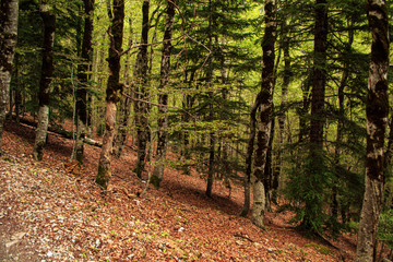 bosque