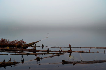Paysage brouillard