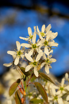 Bl&uuml;hende Felsenbirne
