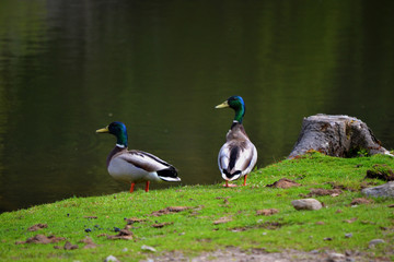 Canards