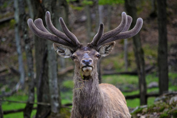 Cerf