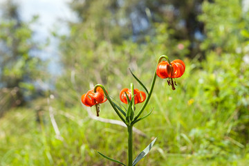 wild flower lilium martagon