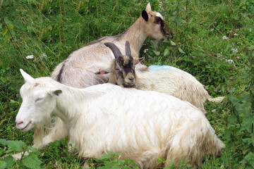 Three relaxing billy goats (Capra Aegagrus Hircus) in the green grass
