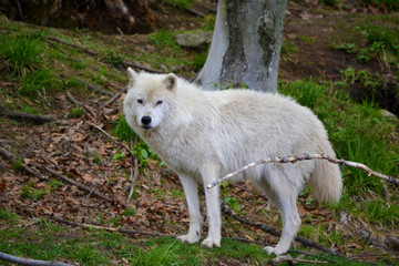 Obraz premium Loup blanc