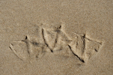 Three footprints of seagulls in the wet brown sand of the beach at the ocean


