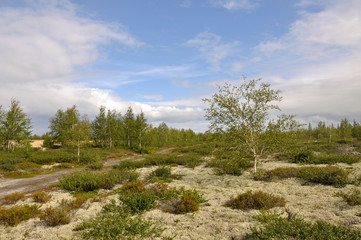 Fototapeta na wymiar Birch grove and bright blue sky. Green trees in the summer forest. Travel on nature. Landscapes, North