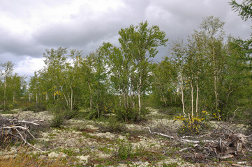 Birch grove and bright blue sky. Green trees in the summer forest. Travel on nature. Landscapes, North