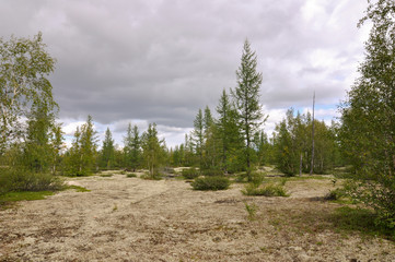 Birch grove and bright blue sky. Green trees in the summer forest. Travel on nature. Landscapes, North