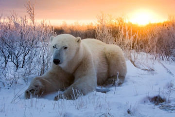 Obraz na płótnie Canvas Close-up of a Polar bear in the snow at sunset. Churchill Manitoba.