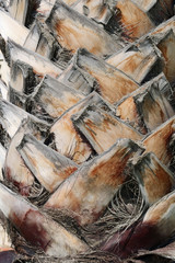 Close-up a palm tree trunk with cut-off palm fronds
