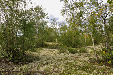 Birch grove and bright blue sky. Green trees in the summer forest. Travel on nature. Landscapes, North