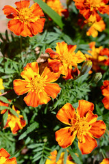 orange flowers in the garden