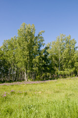 Obraz premium Birch grove and bright blue sky. Green trees in the summer forest. Travel on nature. Landscapes, North