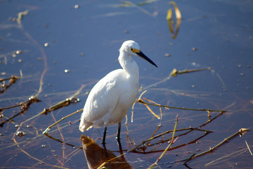 Vogel im Wasser