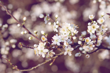 Apfelblüten