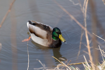 Obraz premium Top view close up of a mallard duck swimming in the water and a water drop falling from his beak, anas platyrhynchos