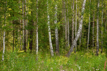 Birch grove and bright blue sky. Green trees in the summer forest. Travel on nature. Landscapes, North