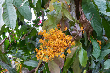 Close up colorful Saraca asoca (Saraca indica Linn) or Ashoka flowers blossom.Also known as Ashok or simply Asoca,Asoka tree.
