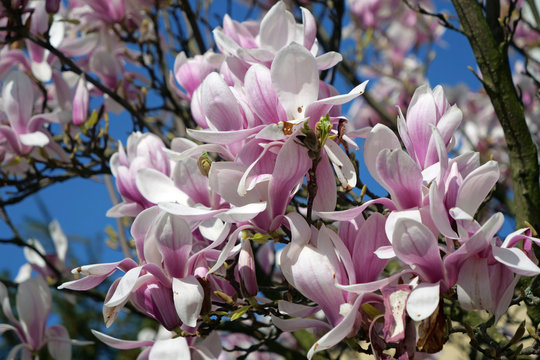 A group of beautiful pink magnolia soulangeana / bull bay blossom in front of cloudless blue sky
