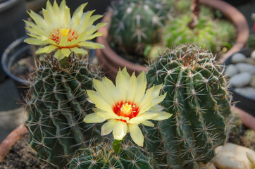 Beautiful yellow flowers of cactuses