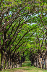 Deep big rain tree tunnel with long green lawn way