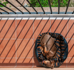 A dachshund in his basket on the balcony of a house