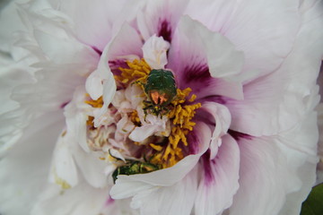 Peony bud spring flower blossom and green rose chafer