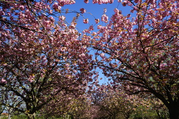 Blühende japanische Kirschbäume am Berliner Mauerweg bei Sonnenschein (Bornholmer Straße)