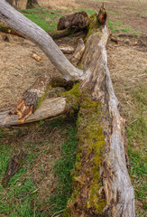 Fototapeta premium Ein umgestürzter Baum liegt auf einer Wiese mit Bachlauf