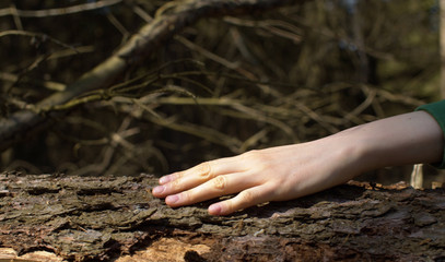 Female hand stroking a tree trunk