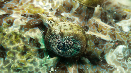 Pez con manchas marrones, buceo submarino, foto submarina