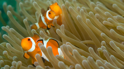 Pez payaso nemo naranja y blanco