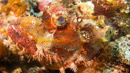 Fototapeta na wymiar Peces exóticos de colores y formas extrañas en el fondo del mar, fotografía submarina, 