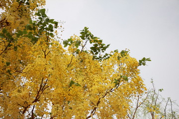 yellow Cassia fistula flowers on a tree