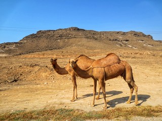 Camel in Salalah, Oman