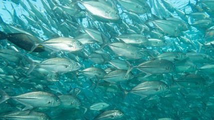 Banco de peces en el fondo del mar
