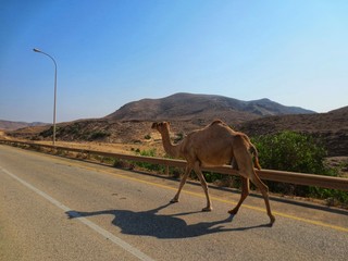 Camel in Salalah, Oman