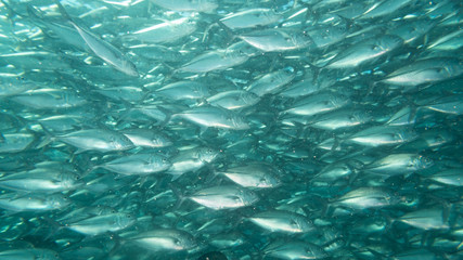 Banco de peces en el fondo del mar