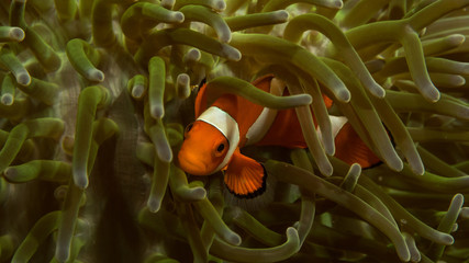 Pez payaso, pez nemo, pez naranja