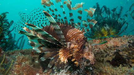 Peces exóticos de colores y formas extrañas en el fondo del mar, fotografía submarina, 
