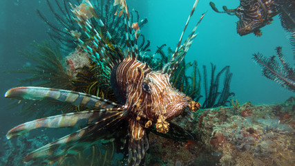 Naklejka na ściany i meble Peces exóticos de colores y formas extrañas en el fondo del mar, fotografía submarina, 