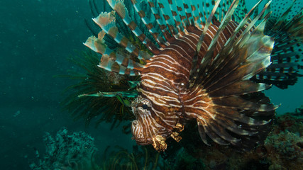 Peces exóticos de colores y formas extrañas en el fondo del mar, fotografía submarina, 