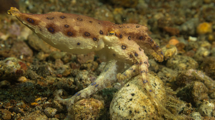 Peces exóticos de colores y formas extrañas en el fondo del mar, fotografía submarina, 