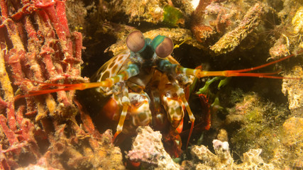 Peces exóticos de colores y formas extrañas en el fondo del mar, fotografía submarina, 