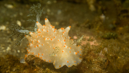 Peces exóticos de colores y formas extrañas en el fondo del mar, fotografía submarina, 
